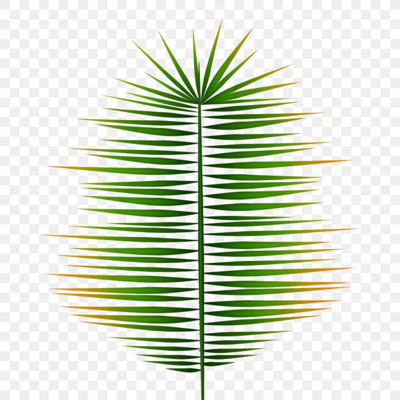 Asian Palmyra Palm Grasses Line Leaf Symmetry, PNG, 1024x1024px, Asian Palmyra Palm, Arecales, Borassus, Borassus Flabellifer, Family Download Free