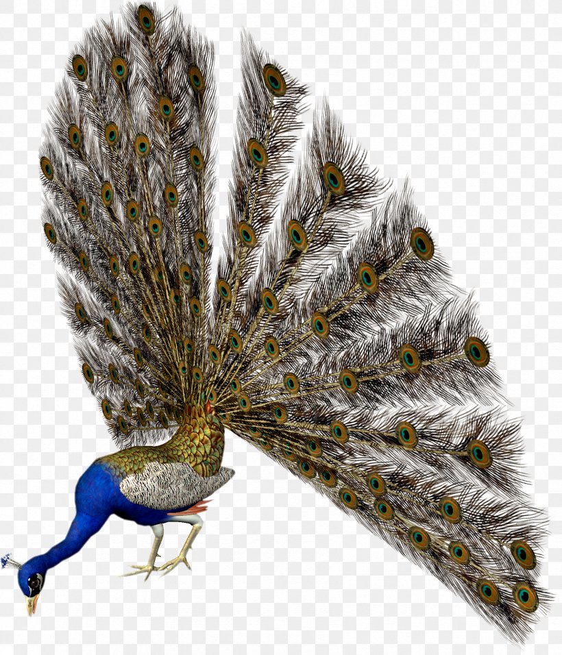 Bird Pavo Animaatio Clip Art, PNG, 1694x1977px, Bird, Animaatio, Ansichtkaart, Asiatic Peafowl, Beak Download Free
