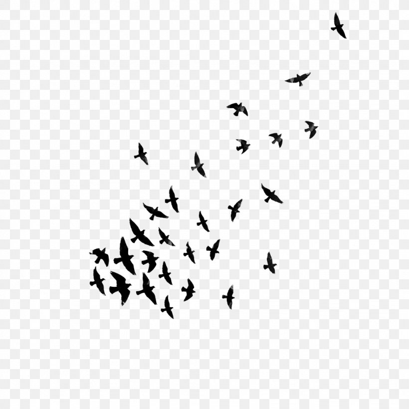 Bird Statistical Dispersion Dyspersja, PNG, 1024x1024px, Bird, Animal Migration, Beak, Bird Flight, Bird Migration Download Free