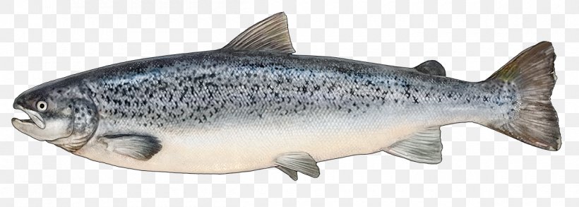 Coho Salmon Trout Fish Products, PNG, 1200x430px, Coho Salmon, Animal Figure, Atlantic Salmon, Bony Fish, Coho Download Free