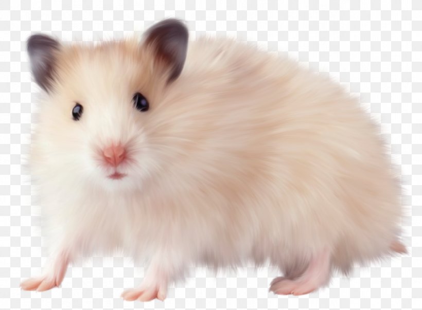 Hamster Rodent Computer Mouse Rat, PNG, 1257x925px, Hamster, Animal, Computer Mouse, Digital Image, Fauna Download Free