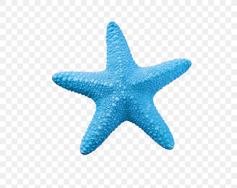 Starfish Sea Stock Photography, PNG, 794x652px, Starfish, Aqua, Blue, Designer, Echinoderm Download Free