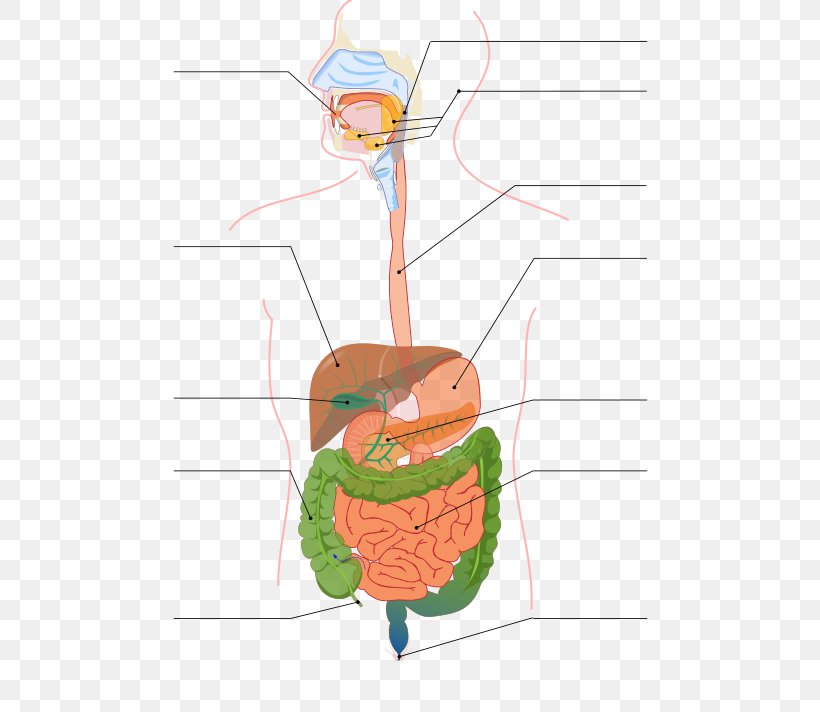 Gastrointestinal Tract Digestion Small Intestine Human Digestive System Large Intestine, PNG, 500x712px, Watercolor, Cartoon, Flower, Frame, Heart Download Free
