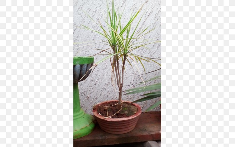 Houseplant Flowerpot Dracaena Fragrans Tree Bonsai, PNG, 512x512px, Houseplant, Arecales, Bonsai, Candelabra, Ceramic Download Free