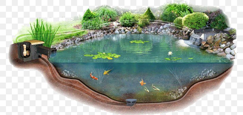 Pond Liner Garden Pond Water Garden Aquatic Plants Png 800x390px