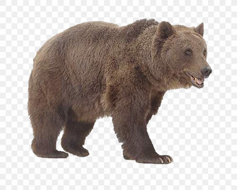 Bear Animal Lineup, PNG, 1000x800px, Bear, American Black Bear, Animal, Brown Bear, Carnivoran Download Free