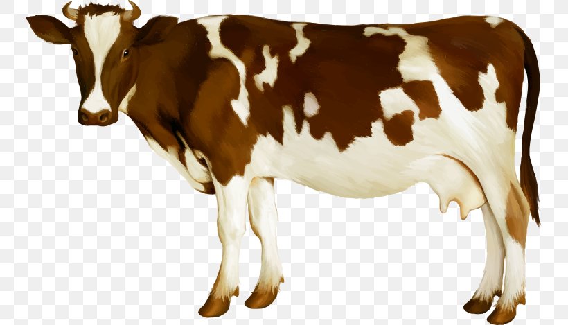 Holstein Friesian Cattle Simmental Cattle Calf Dairy Cattle Udder, PNG, 744x469px, Holstein Friesian Cattle, Bull, Calf, Cattle, Cattle Like Mammal Download Free