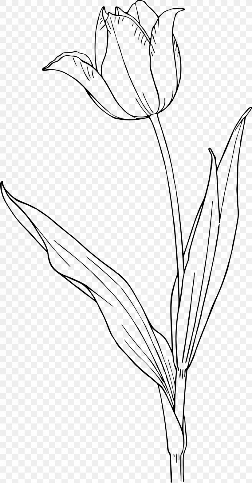 Tulip Nature Drawing And Design; Clip Art, PNG, 1250x2400px, Tulip, Art, Artwork, Black And White, Branch Download Free