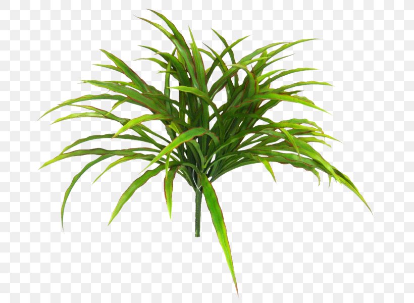 Arecaceae Grasses Terrestrial Plant Plant Stem Tree, PNG, 800x600px, Arecaceae, Arecales, Evergreen, Family, Grass Download Free