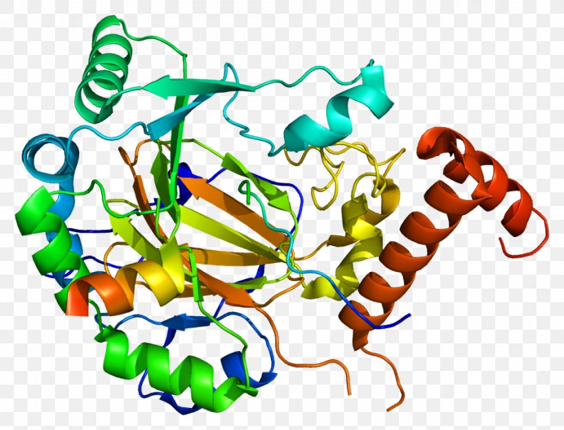 HIF1A Hypoxia-inducible Factors Protein Basic Helix-loop-helix, PNG, 947x724px, Hypoxiainducible Factors, Area, Artwork, Aryl Hydrocarbon Receptor, Basic Helixloophelix Download Free