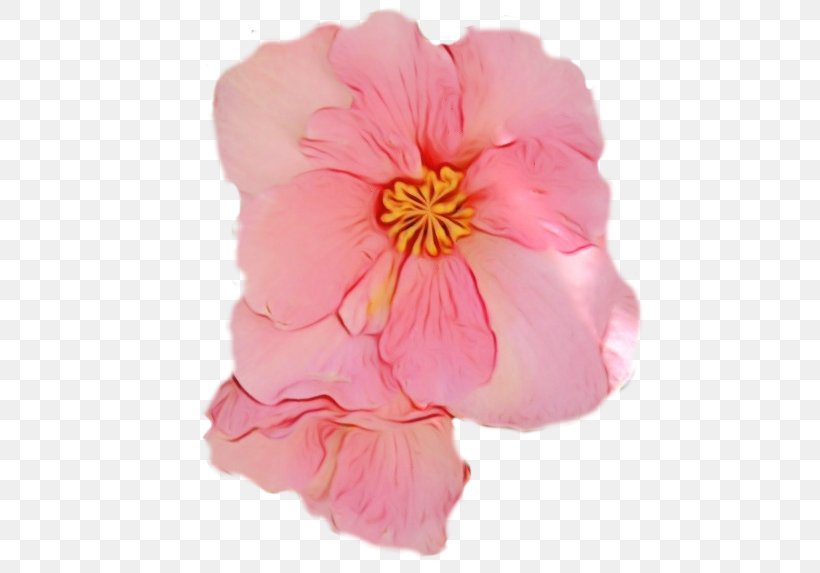 Petal Pink Flower Plant Begonia, PNG, 502x573px, Watercolor, Begonia, Flower, Impatiens, Mallow Family Download Free