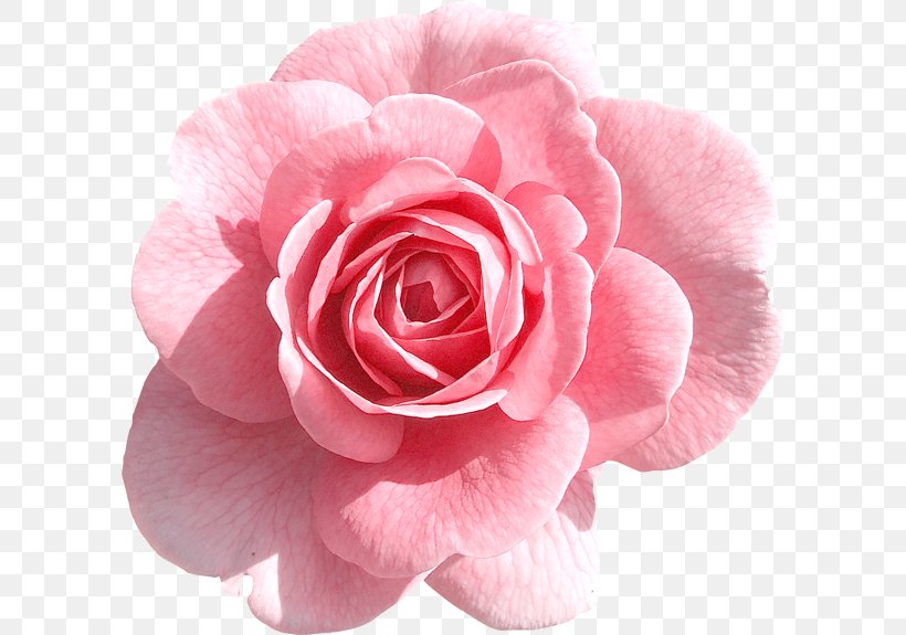 Rose Pink Flower Clip Art, PNG, 600x575px, Rose, Blue Rose, Camellia, Cut Flowers, Drawing Download Free