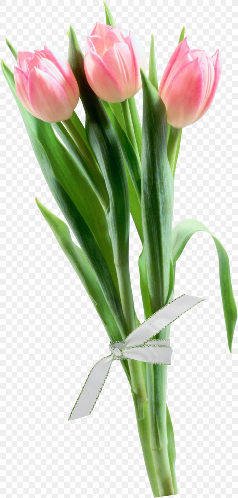 Tulip Easter Happiness Resurrection Love, PNG, 956x2000px, Tulip, Artificial Flower, Bud, Cut Flowers, Easter Download Free