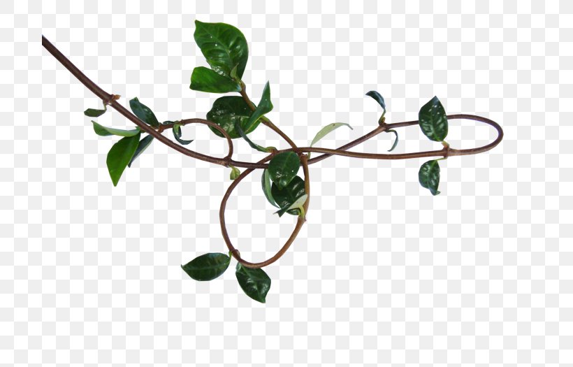 Vine Twig Plant Stem, PNG, 700x525px, Vine, Branch, Herbaceous Plant, Leaf, Plant Download Free