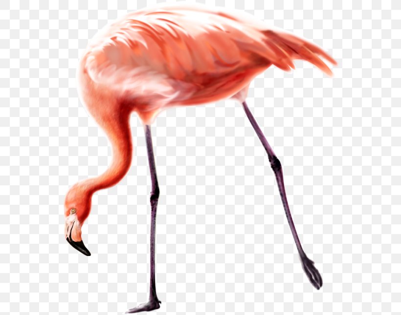 Bird Greater Flamingo Clip Art, PNG, 570x646px, Bird, Beak, Flamingo, Flamingos, Greater Flamingo Download Free