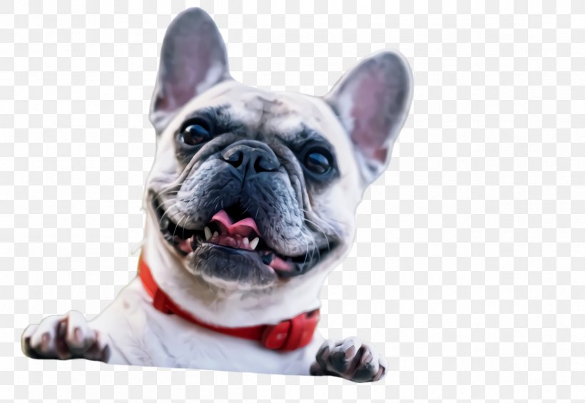 Cute Dog, PNG, 2408x1660px, Cute Dog, American Bulldog, Animal, Bichon, Bichon Frise Download Free