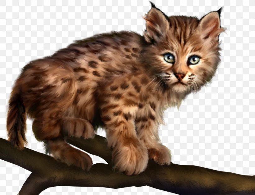 Felidae Kitten Cat Animal, PNG, 900x691px, Felidae, American Bobtail, Animal, Bengal, California Spangled Download Free