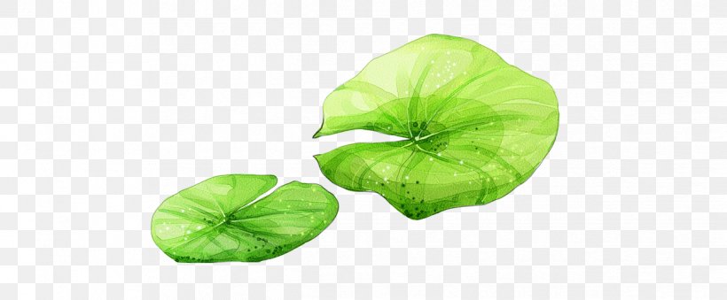 Leaf Nelumbo Nucifera Lotus Effect, PNG, 1246x516px, Leaf, Annual Plant, Designer, Green, Lotus Effect Download Free