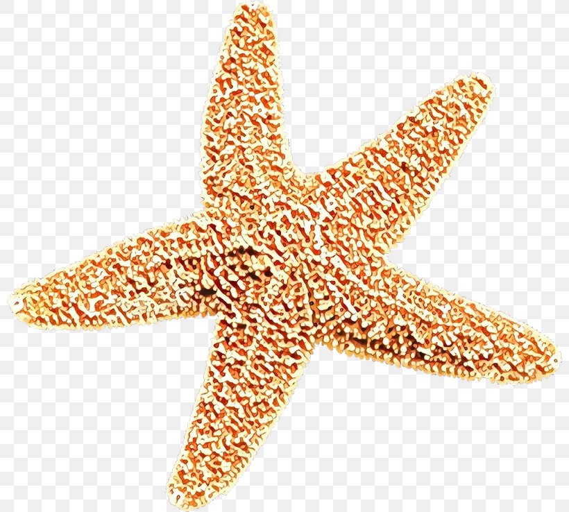 Starfish Marine Invertebrates Fashion Accessory Jewellery, PNG, 800x738px, Cartoon, Fashion Accessory, Jewellery, Marine Invertebrates, Starfish Download Free