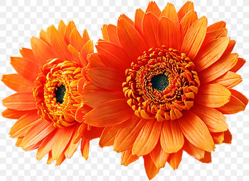 Transvaal Daisy Flower Bouquet Orange Yellow, PNG, 1200x875px, Transvaal Daisy, Artificial Flower, Chrysanths, Clay, Color Download Free