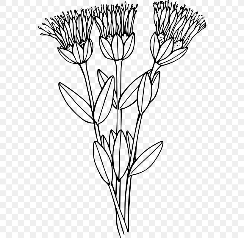 Clip Art, PNG, 568x800px, Dell, Black And White, Botanical Illustration, Branch, Camera Download Free