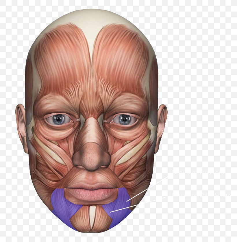 Facial Muscles Facial Nerve Orbicularis Oculi Muscle Masseter Muscle, PNG, 800x839px, Facial Muscles, Buccinator Muscle, Cheek, Chin, Face Download Free