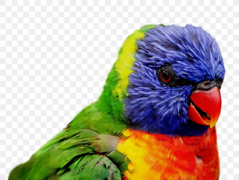 Feather, PNG, 1556x1178px, Bird, Beak, Budgie, Feather, Lorikeet Download Free