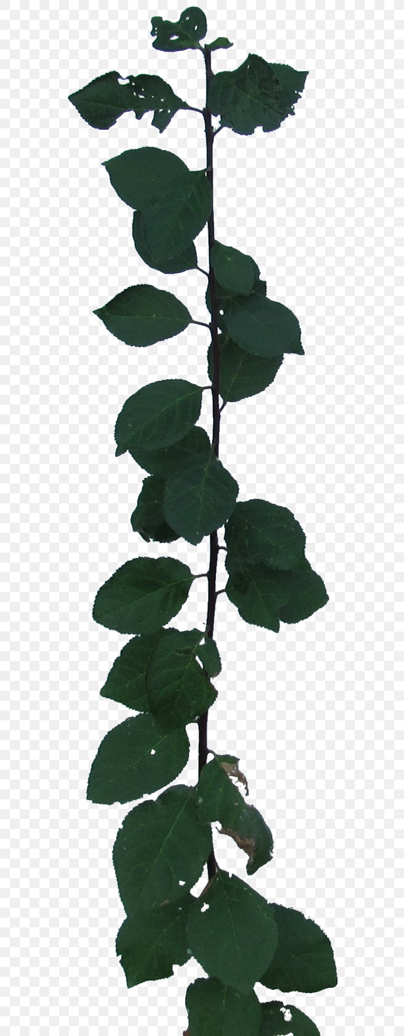 Leaf Plant Stem Tree, PNG, 550x2100px, Leaf, Plant, Plant Stem, Tree Download Free