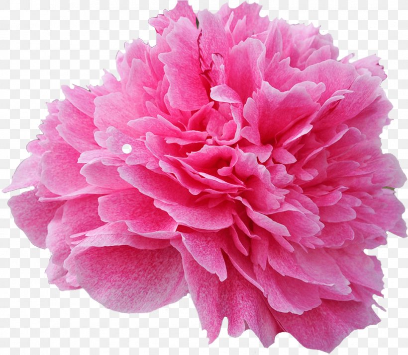 Pink Flower Petal Common Peony Plant, PNG, 1082x944px, Pink, Carnation, Chinese Peony, Common Peony, Cut Flowers Download Free