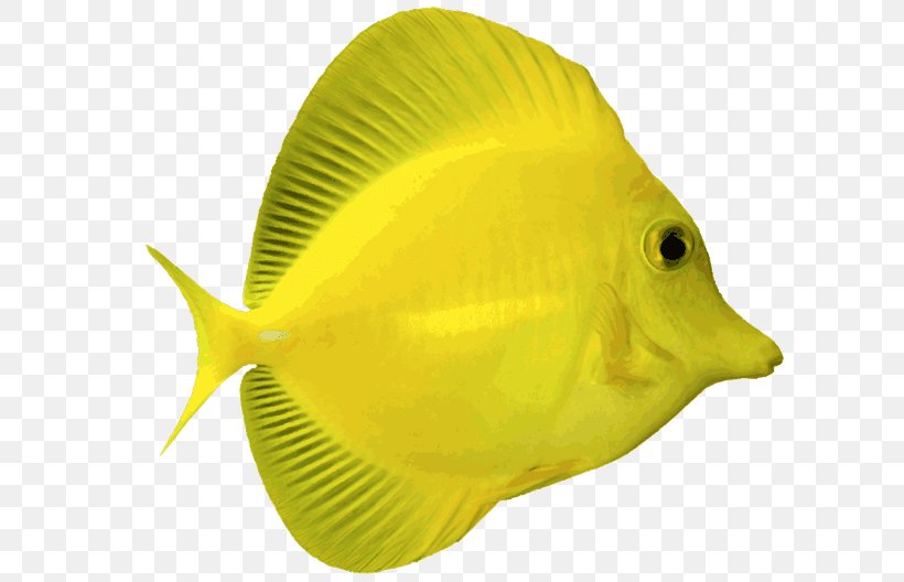 Angelfish Yellow Tang Blue Tang Saltwater Fish Clip Art, PNG, 640x528px, Angelfish, Acanthuridae, Blue Tang, Butterflyfish, Coral Reef Fish Download Free