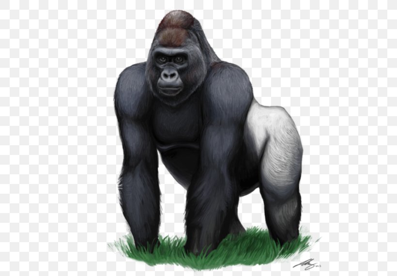 Gorilla Ape Clip Art, PNG, 760x570px, Gorilla, Ape, Great Ape, Mammal, Organism Download Free