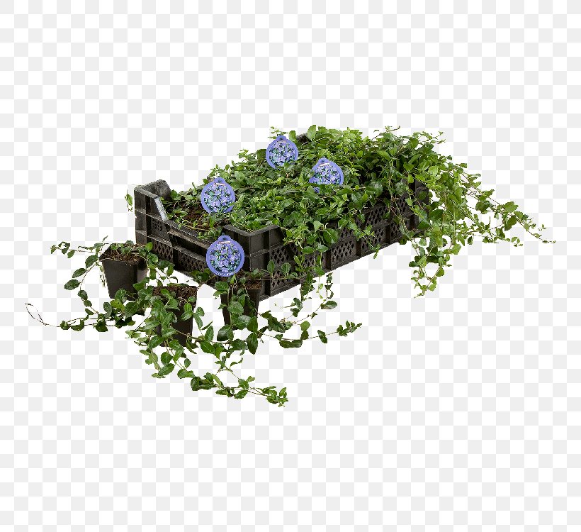 Myrtle Groundcover Garden Plant Flowerpot, PNG, 750x750px, Myrtle, Centimeter, Flora, Floral Design, Flower Download Free
