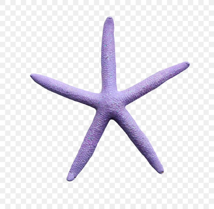 Starfish Echinoderm Purple, PNG, 720x800px, Starfish, Echinoderm, Invertebrate, Marine Invertebrates, Organism Download Free