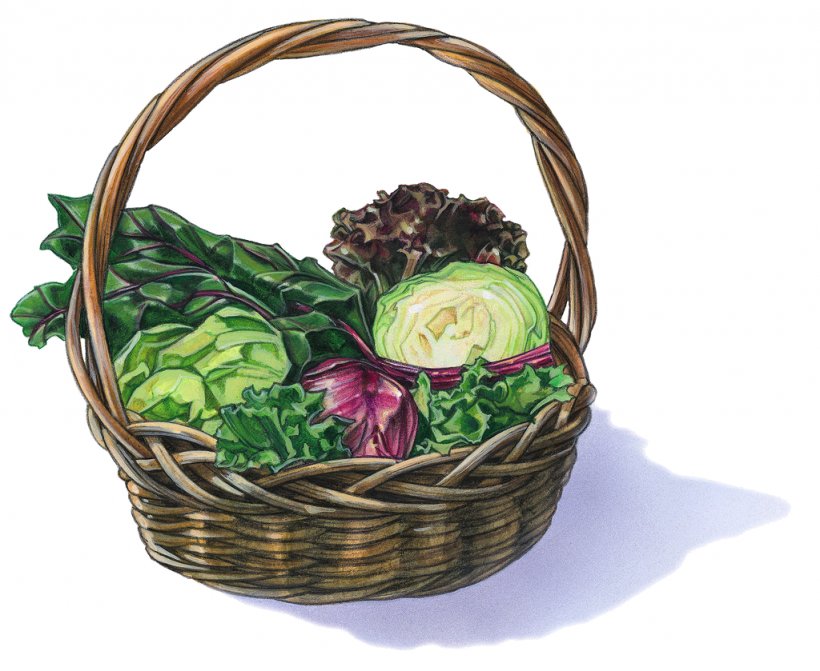 Clip Art Drawing Illustration Photography Image, PNG, 1024x839px, Drawing, Artificial Flower, Banco De Imagens, Basket, Chard Download Free