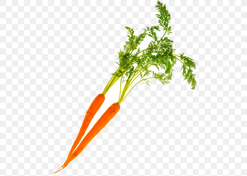 Greens Carrot, PNG, 490x583px, Greens, Carrot, Food, Leaf Vegetable, Plant Stem Download Free