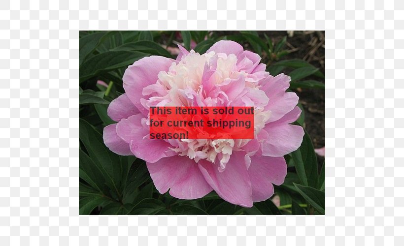 Peony Sasanqua Camellia Annual Plant, PNG, 500x500px, Peony, Annual Plant, Camellia, Camellia Sasanqua, Flower Download Free