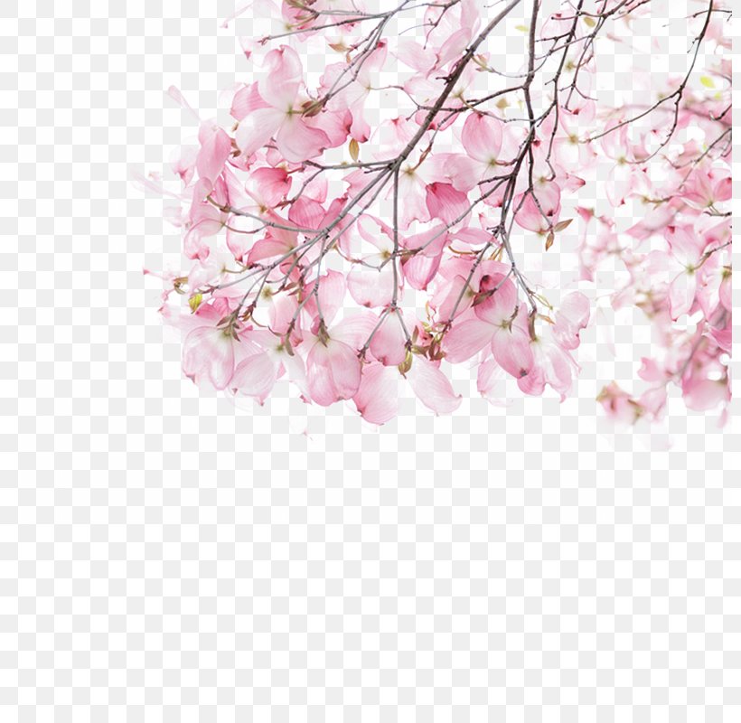 Pink Download Illustration, PNG, 800x800px, Pink, Art, Blossom, Branch, Cherry Blossom Download Free