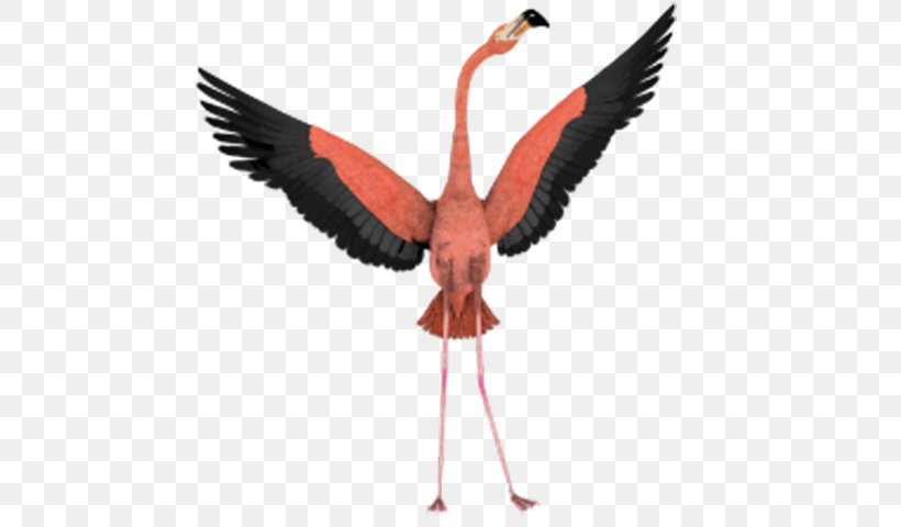 Bird Flight Flamingo Wing Clip Art, PNG, 600x480px, Bird, Beak, Bird Flight, Cartoon, Crane Like Bird Download Free