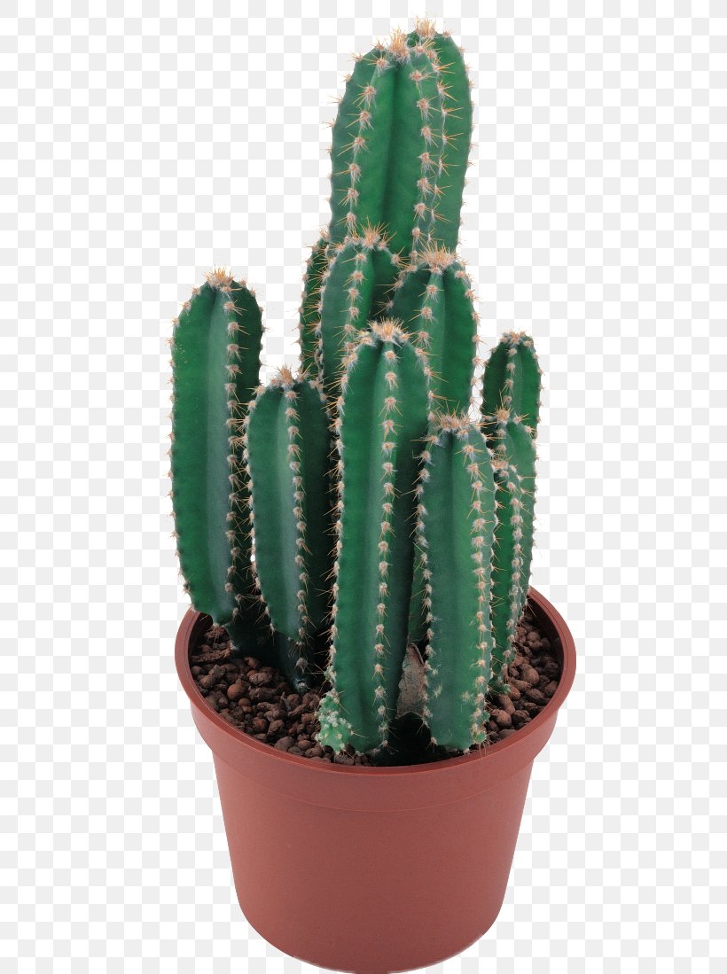 Cactaceae Clip Art, PNG, 480x1099px, Cactaceae, Acanthocereus, Acanthocereus Tetragonus, Cactus, Caryophyllales Download Free