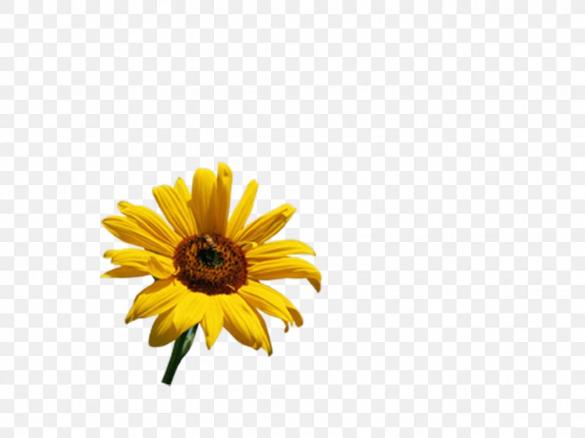 Common Sunflower, PNG, 1024x768px, Flower, Adobe Systems, Common Sunflower, Daisy, Daisy Family Download Free