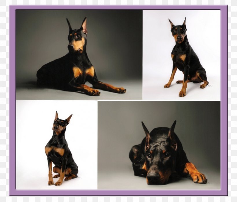 Ormskirk Terrier Dobermann Miniature Pinscher German Pinscher Prague Ratter, PNG, 829x707px, Dobermann, Carnivoran, Dog, Dog Breed, Dog Like Mammal Download Free