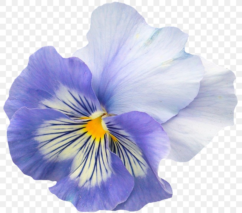 Pansy Flower Violet Image Petal, PNG, 803x720px, Pansy, Blossom, Flower, Flowering Plant, Garden Roses Download Free
