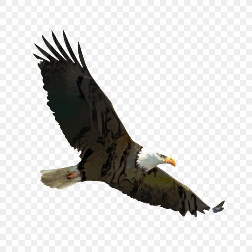 Sea Bird, PNG, 1200x1200px, Bald Eagle, Accipitridae, Andean Condor, Beak, Bird Download Free
