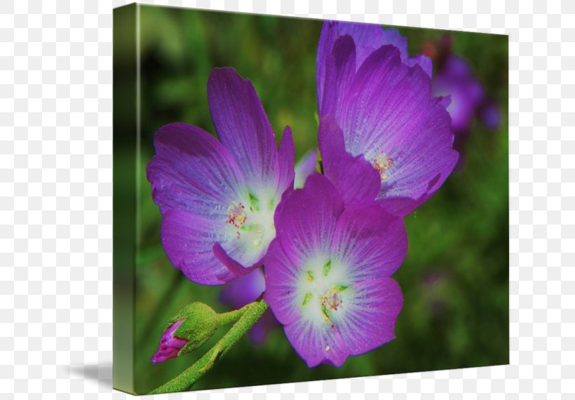 Violet Plant Gallery Wrap Lilac Flower, PNG, 650x570px, Violet, Annual Plant, Crane Sbill, Flora, Flower Download Free