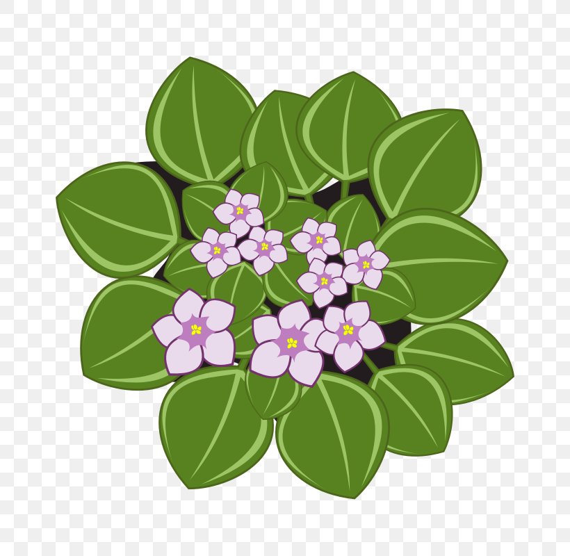 African Violets Clip Art, PNG, 800x800px, Africa, African Violets, Branch, Drawing, Flora Download Free