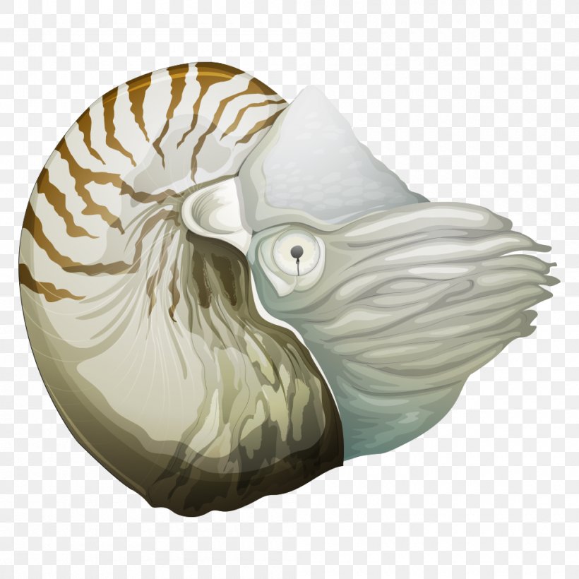 Chambered Nautilus Royalty-free Illustration, PNG, 1000x1000px, Chambered Nautilus, Art, Fotosearch, Invertebrate, Nautilida Download Free