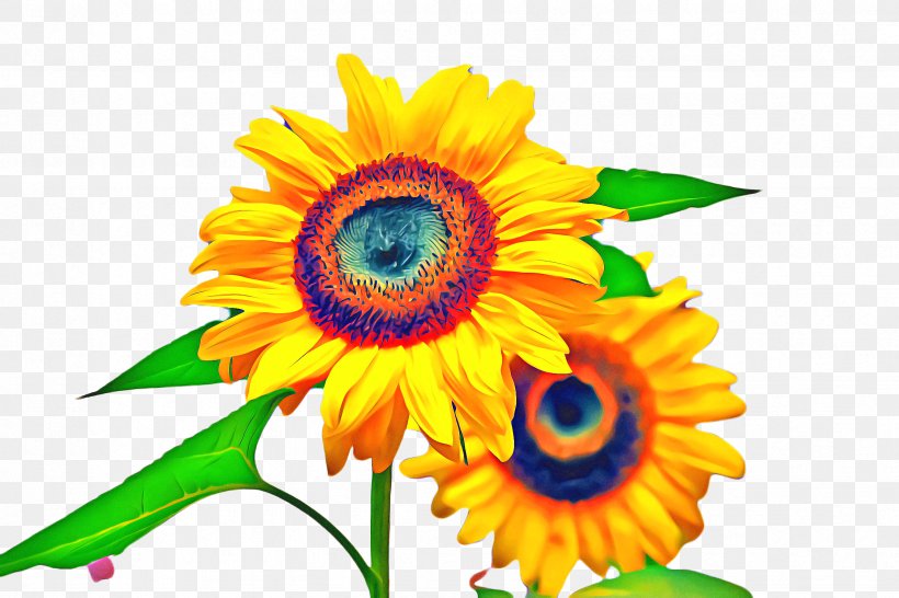 Flowers Background, PNG, 2448x1632px, Sunflower, Asterales, Bloom, Common Sunflower, Cut Flowers Download Free