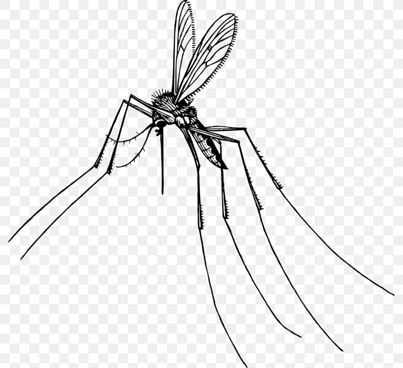 Mosquito Insect Clip Art Gnat, PNG, 787x750px, Mosquito, Arthropod, Blackandwhite, Coloring Book, Damselfly Download Free
