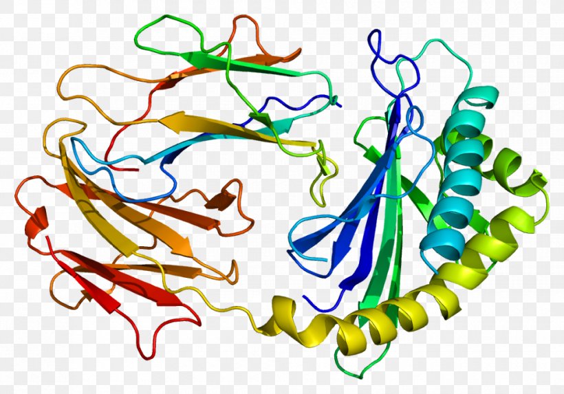 Protein Antibody Immunoglobulin G Fc Receptor FCGRT, PNG, 980x685px, Protein, Antibody, Area, Art, Artwork Download Free
