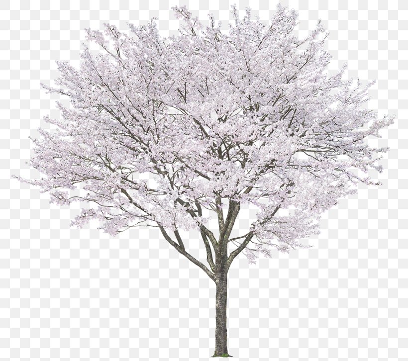 Tree Plant, PNG, 800x726px, 3d Computer Graphics, Tree, Animation, Black And White, Blossom Download Free